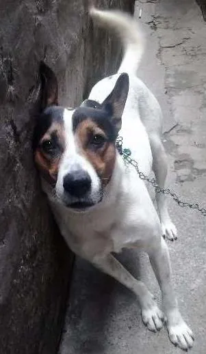 Cachorro ra a SRD idade 3 anos nome Fred