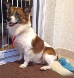 Cachorro raça Indefinida idade 4 anos nome Fox