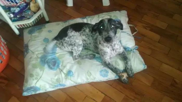 Cachorro ra a srd idade 1 ano nome Ozzi