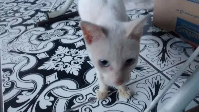 Gato ra a vira lata idade 1 ano nome magrinha da silva 