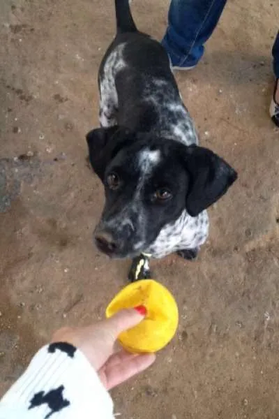 Cachorro ra a mestiço idade 1 ano nome Baixote