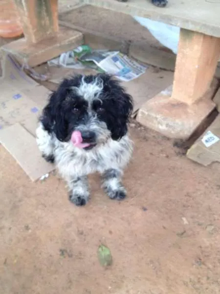 Cachorro ra a mestiço idade 1 ano nome Baixote