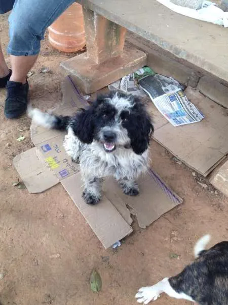 Cachorro ra a mestiço idade 1 ano nome Baixote