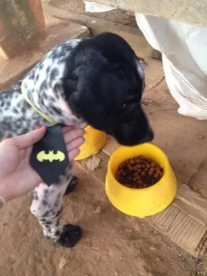 Cachorro raça mestiço idade 1 ano nome Baixote