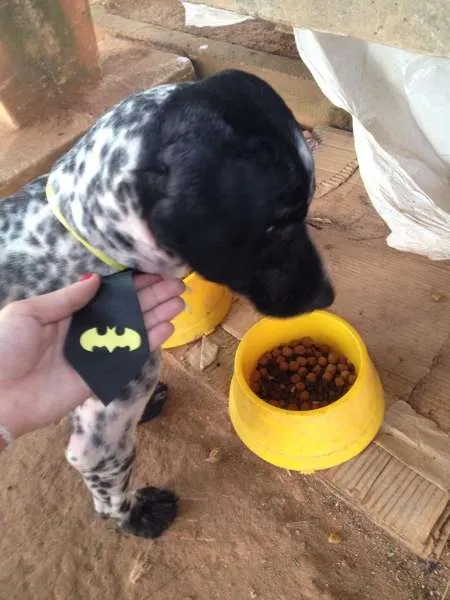 Cachorro ra a mestiço idade 1 ano nome Baixote