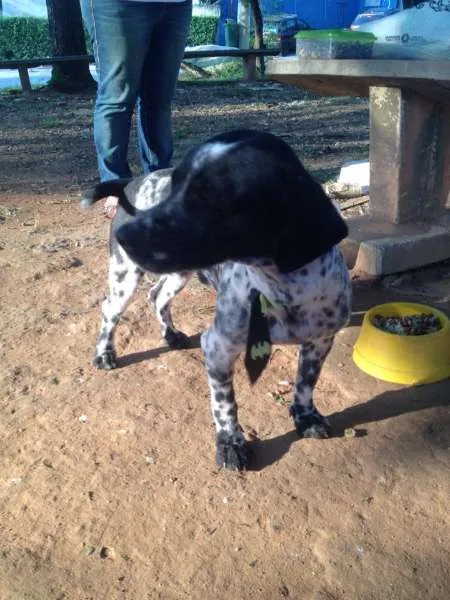 Cachorro ra a mestiço idade 1 ano nome Baixote
