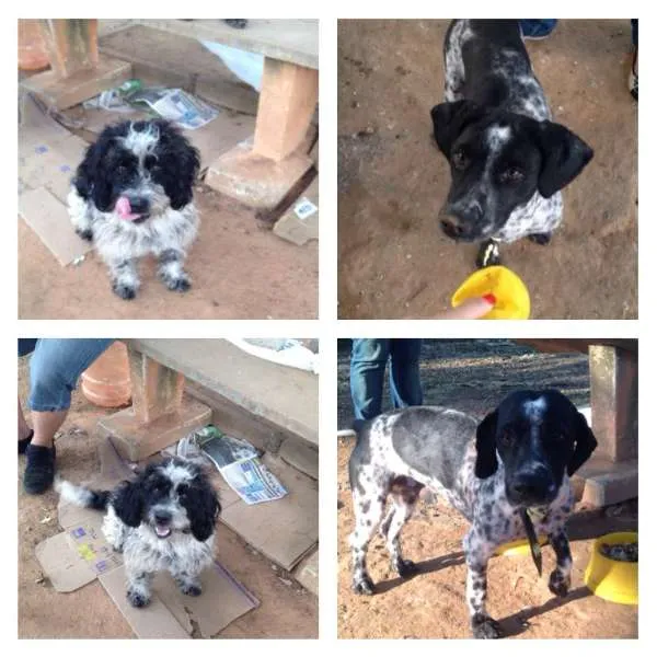 Cachorro ra a mestiço idade 1 ano nome Baixote