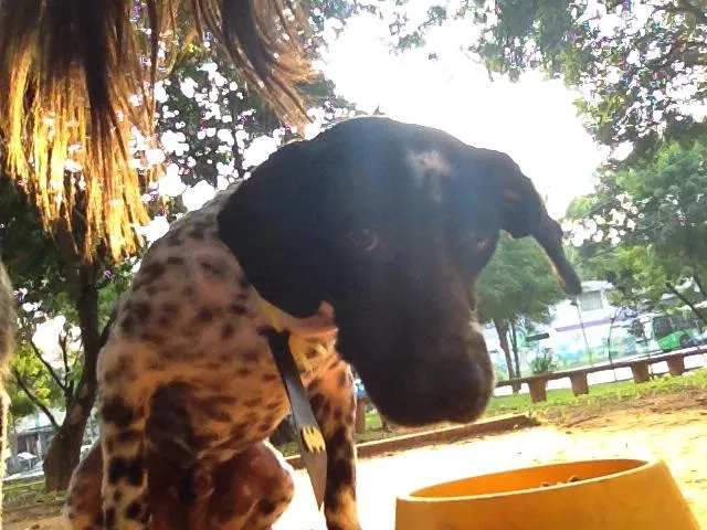 Cachorro ra a mestiço idade 1 ano nome Baixote
