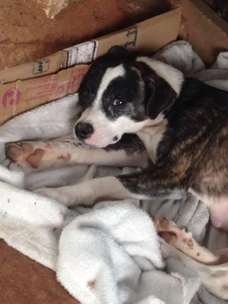 Cachorro ra a mestiça idade 2 anos nome KIRA