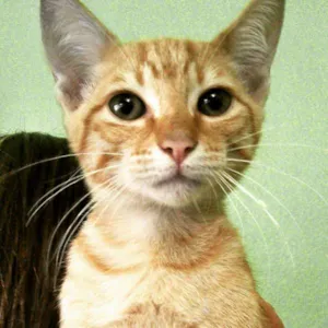 Gato raça SRD idade 2 a 6 meses nome Amarelinho