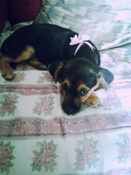 Cachorro ra a RND idade 2 a 6 meses nome Lili