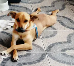Cachorro raça SRD idade 1 ano nome Mike