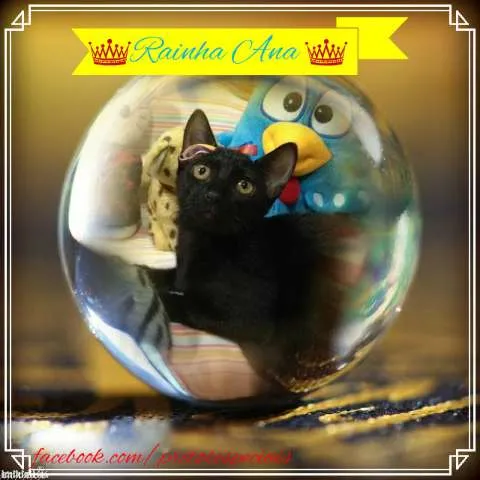 Gato ra a SRD idade 2 a 6 meses nome RAINHA ANA