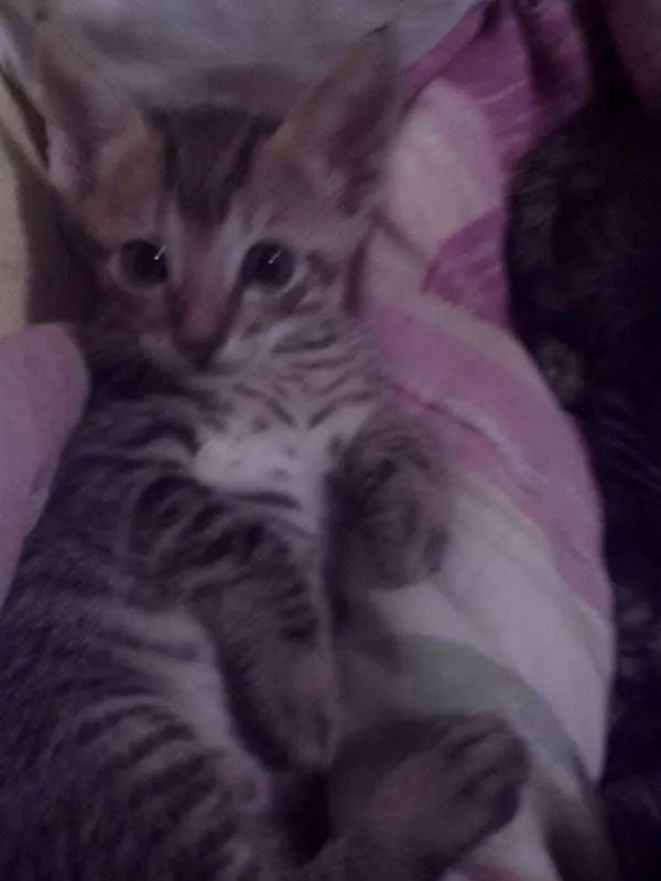 Gato ra a vira-latas idade 2 a 6 meses nome sem nomes 