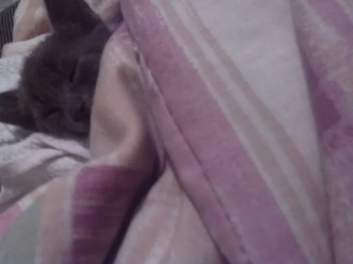 Gato ra a vira-latas idade 2 a 6 meses nome sem nomes 