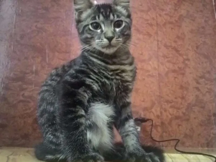 Gato ra a SRD idade 2 a 6 meses nome Fantasma