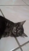 Fantasma