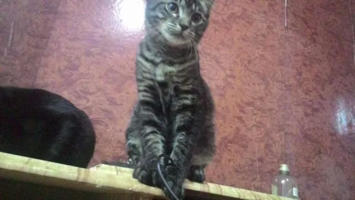 Gato ra a SRD idade 2 a 6 meses nome Fantasma