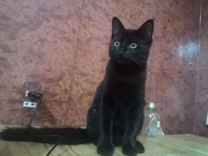 Gato ra a SRD idade 2 a 6 meses nome Pantera