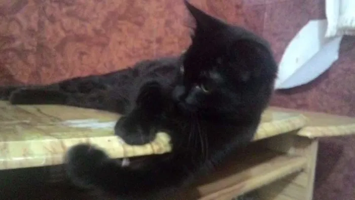 Gato ra a SRD idade 2 a 6 meses nome Pantera