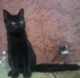 Pantera