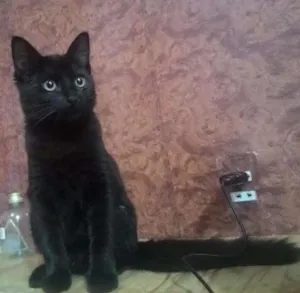 Gato raça SRD idade 2 a 6 meses nome Pantera