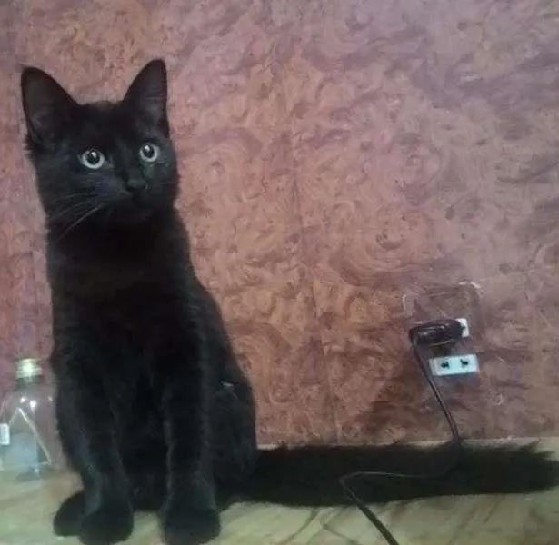 Gato ra a SRD idade 2 a 6 meses nome Pantera