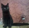 Pantera
