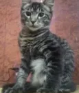 Fantasma