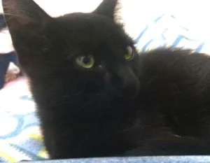 Gato raça SRD idade 2 a 6 meses nome José