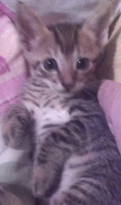 Gato ra a vira-latas idade 2 a 6 meses nome sem nomes 
