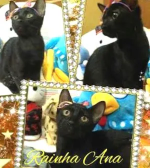 Gato raça SRD idade 2 a 6 meses nome RAINHA ANA