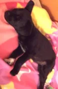 Penélope