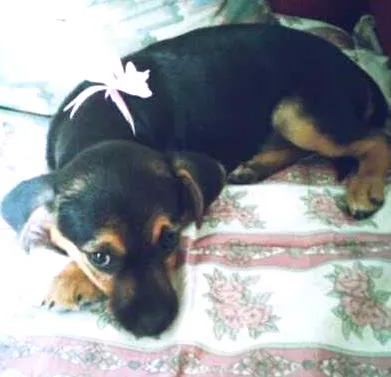 Cachorro ra a RND idade 2 a 6 meses nome Lili