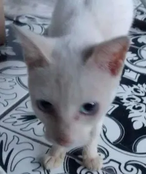 Gato raça vira lata idade 1 ano nome magrinha da silva 