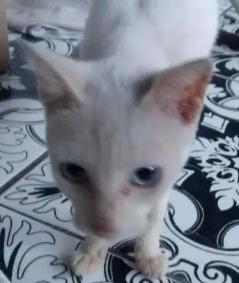Gato ra a vira lata idade 1 ano nome magrinha da silva 