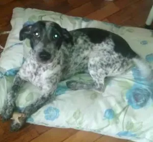 Cachorro raça srd idade 1 ano nome Ozzi