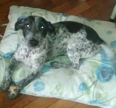 Cachorro ra a srd idade 1 ano nome Ozzi