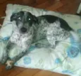 Ozzi
