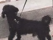 Cachorro raça Poodle idade 1 ano nome Mex