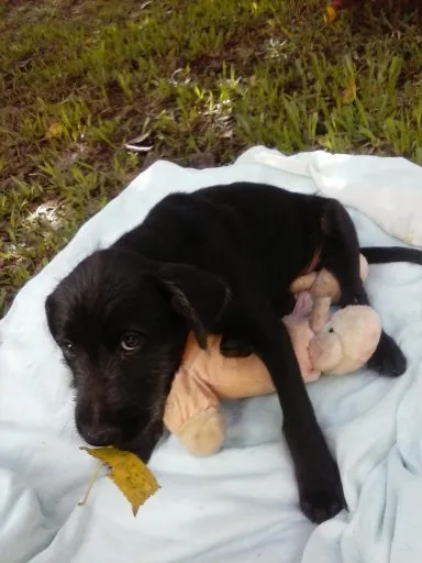Cachorro ra a SRD idade 2 a 6 meses nome vida