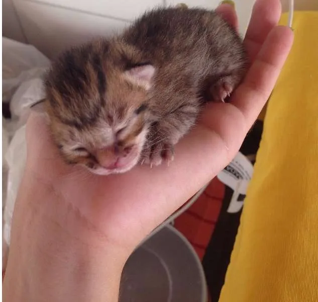 Gato raça  idade Abaixo de 2 meses nome Não possuem nomes a