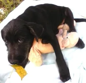 Cachorro ra a SRD idade 2 a 6 meses nome vida