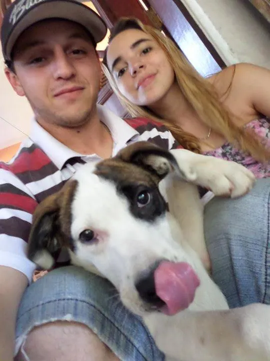 Cachorro ra a boxe misturado com vira-lata idade 2 anos nome Nina