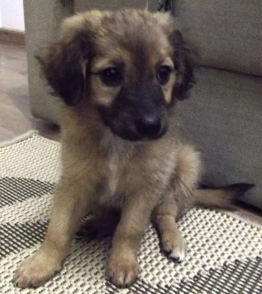 Cachorro ra a SRD ("vira-lata") idade 2 a 6 meses nome Sem nome