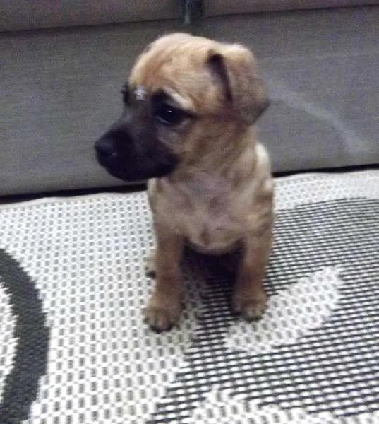 Cachorro ra a SRD ("vira-lata") idade 2 a 6 meses nome Sem nome