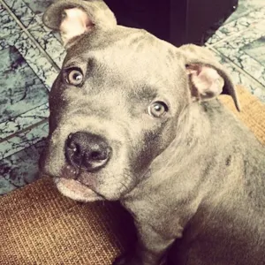 Cachorro raça American Bully idade 2 a 6 meses nome Shark