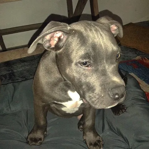 Cachorro ra a American Bully idade 2 a 6 meses nome Shark