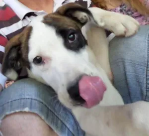 Cachorro raça boxe misturado com vira-lata idade 2 anos nome Nina