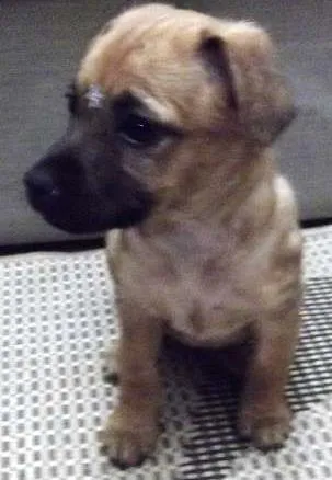 Cachorro ra a SRD ("vira-lata") idade 2 a 6 meses nome Sem nome